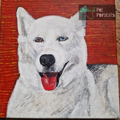 Portrait of Ash the Husky